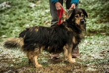 ZORDON, Hund, Mischlingshund in Ungarn - Bild 36