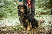 ZORDON, Hund, Mischlingshund in Ungarn - Bild 37