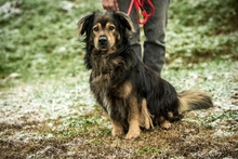 ZORDON, Hund, Mischlingshund in Ungarn - Bild 38