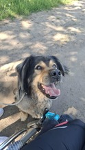 ZORDON, Hund, Mischlingshund in Ungarn - Bild 4