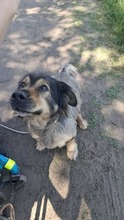 ZORDON, Hund, Mischlingshund in Ungarn - Bild 5