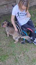 ZORDON, Hund, Mischlingshund in Ungarn - Bild 7