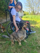 ZORDON, Hund, Mischlingshund in Ungarn - Bild 8