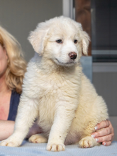 GASPARE, Hund, Maremmano-Mix in Italien - Bild 1