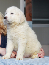 GASPARE, Hund, Maremmano-Mix in Italien - Bild 2