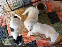 GASPARE, Hund, Maremmano-Mix in Italien - Bild 3
