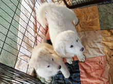 GASPARE, Hund, Maremmano-Mix in Italien - Bild 4