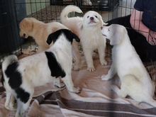 GASPARE, Hund, Maremmano-Mix in Italien - Bild 5