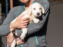 GIORDANO, Hund, Maremmano-Mix in Italien - Bild 1