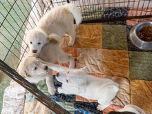 GIORDANO, Hund, Maremmano-Mix in Italien - Bild 3