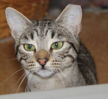 HANNI, Katze, Europäisch Kurzhaar in Huisheim - Bild 1