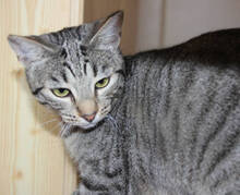 HANNI, Katze, Europäisch Kurzhaar in Huisheim - Bild 2