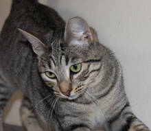 HANNI, Katze, Europäisch Kurzhaar in Huisheim - Bild 3