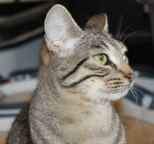HANNI, Katze, Europäisch Kurzhaar in Huisheim - Bild 4