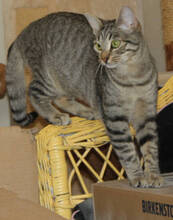 HANNI, Katze, Europäisch Kurzhaar in Huisheim - Bild 5