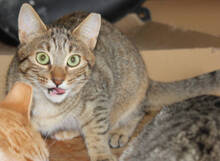 NANNI, Katze, Europäisch Kurzhaar in Huisheim - Bild 1