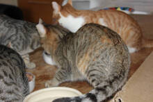 NANNI, Katze, Europäisch Kurzhaar in Huisheim - Bild 2
