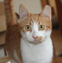 ZORA, Katze, Europäisch Kurzhaar in Huisheim - Bild 1