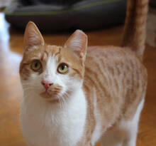 ZORA, Katze, Europäisch Kurzhaar in Huisheim - Bild 2