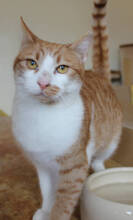ZORA, Katze, Europäisch Kurzhaar in Huisheim - Bild 5