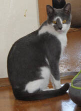 SENSHI, Katze, Europäisch Kurzhaar in Huisheim - Bild 1