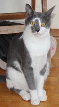 SENSHI, Katze, Europäisch Kurzhaar in Huisheim - Bild 2