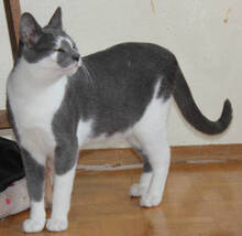 SENSHI, Katze, Europäisch Kurzhaar in Huisheim - Bild 3