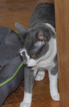 SENSHI, Katze, Europäisch Kurzhaar in Huisheim - Bild 4