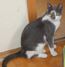 SENSHI, Katze, Europäisch Kurzhaar in Huisheim - Bild 5