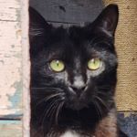 TINA, Katze, Europäisch Kurzhaar in Bellheim