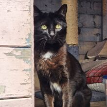 TINA, Katze, Europäisch Kurzhaar in Bellheim - Bild 10