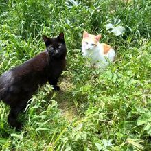 TINA, Katze, Europäisch Kurzhaar in Bellheim - Bild 2