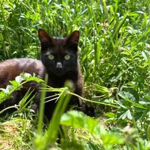 TINA, Katze, Europäisch Kurzhaar in Bellheim - Bild 3