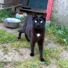 TINA, Katze, Europäisch Kurzhaar in Bellheim - Bild 4