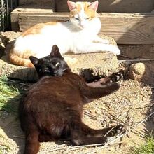 TINA, Katze, Europäisch Kurzhaar in Bellheim - Bild 5