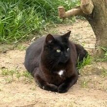 TINA, Katze, Europäisch Kurzhaar in Bellheim - Bild 6