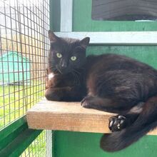 TINA, Katze, Europäisch Kurzhaar in Bellheim - Bild 7