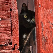 TINA, Katze, Europäisch Kurzhaar in Bellheim - Bild 8