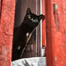 TINA, Katze, Europäisch Kurzhaar in Bellheim - Bild 9