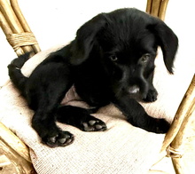 ALEX, Hund, Perro de Agua Español-Ratonero Bodeguero-X in Spanien - Bild 1