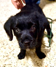 ALEX, Hund, Perro de Agua Español-Ratonero Bodeguero-X in Spanien - Bild 2