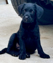 ALEX, Hund, Perro de Agua Español-Ratonero Bodeguero-X in Spanien - Bild 3