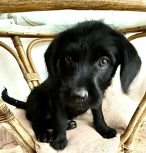 ALEX, Hund, Perro de Agua Español-Ratonero Bodeguero-X in Spanien - Bild 4