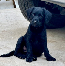 ALEX, Hund, Perro de Agua Español-Ratonero Bodeguero-X in Spanien - Bild 5