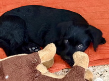 ALEX, Hund, Perro de Agua Español-Ratonero Bodeguero-X in Spanien - Bild 6