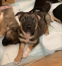 MISSY, Hund, Mischlingshund in Rumänien - Bild 1