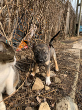 MISSY, Hund, Mischlingshund in Rumänien - Bild 2