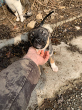 MISSY, Hund, Mischlingshund in Rumänien - Bild 3