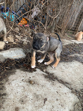MISSY, Hund, Mischlingshund in Rumänien - Bild 4