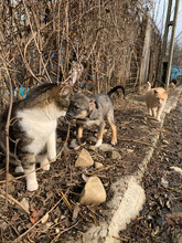 MISSY, Hund, Mischlingshund in Rumänien - Bild 5